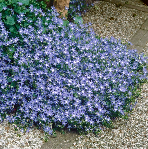 Campanula poscharskyana, Polsterglockenblume, blau, ca. 9x9 cm Topf