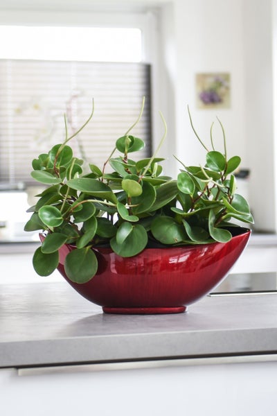 Peperomia Zimmerpflanze mit grünen Blättern in einer glänzenden roten ovalen Dekoschale auf einer grauen Arbeitsplatte.