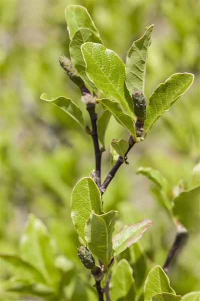 Magnolia soulangiana, Tulpen-Magnolie, 80–100 cm
