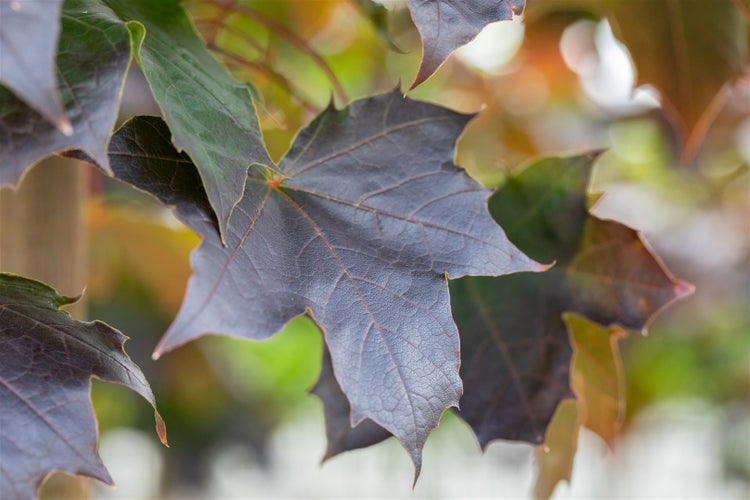 Acer platanoides 'Crimson Sentry', Spitzahorn, rotlaubig, 125 cm Stammhöhe
