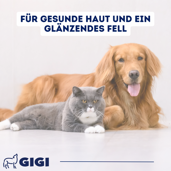 Katze und Hund liegen zusammen für gesunde Haut und glänzendes Fell