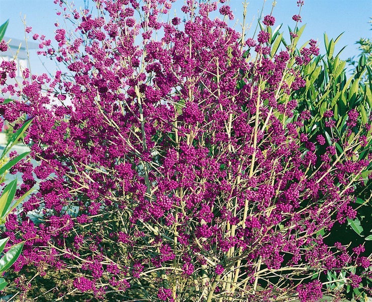 Callicarpa bodinieri 'Profusion', Schönfrucht, violette Beeren, 40–60 cm