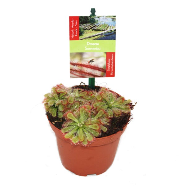 Sonnentau - Drosera alicae - 9cm Topf