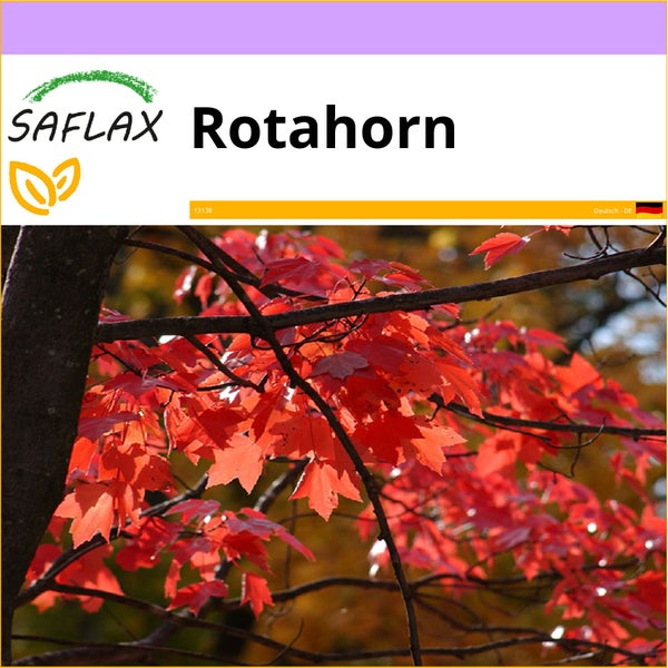 SAFLAX  - Rotahorn - Acer rubrum - 20 Samen