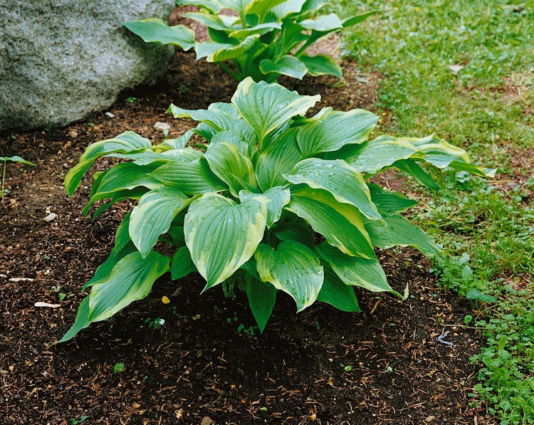 Hosta x cult. 'Antioch', Funkie, grün-weiß, ca. 11x11 cm Topf