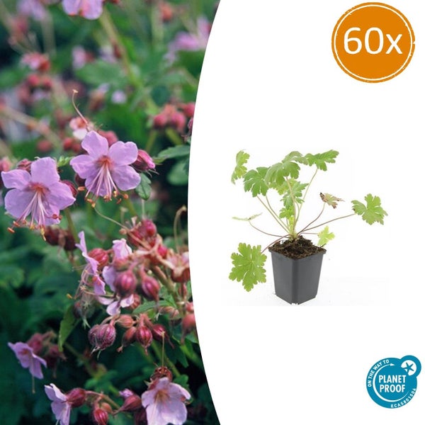 Storchschnabel 60er-Set mit rosa Blüten und grünem Laub, inklusive On the way to Planet Proof Zertifikat.
