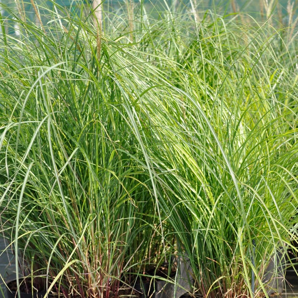 Chinaschilf im Garten