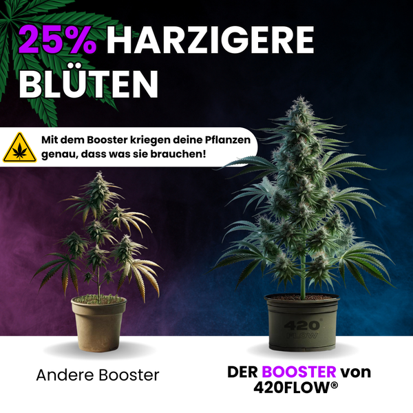 Vergleich zweier Cannabis Pflanzen im Topf zur Darstellung der Wirkung von 420FLOW Pflanzenbooster für harzigere Blüten.