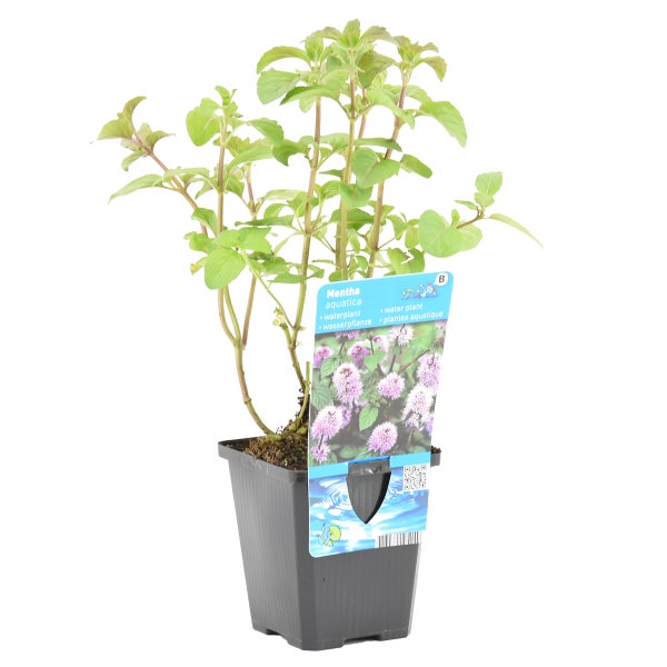 Mentha aquatica pro Stück| Wasserminze - Teichpflanze im Anzuchttopf ⌀9 cm - ↕10-20 cm