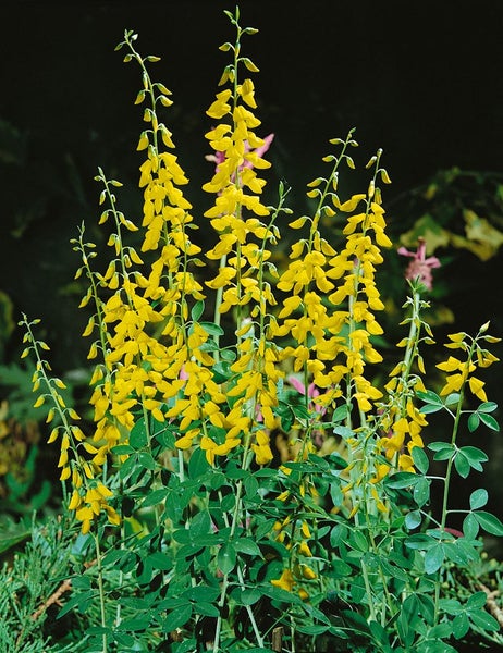 Cytisus nigricans 'Cyni', Schwarzginster, gelb, 30–40 cm