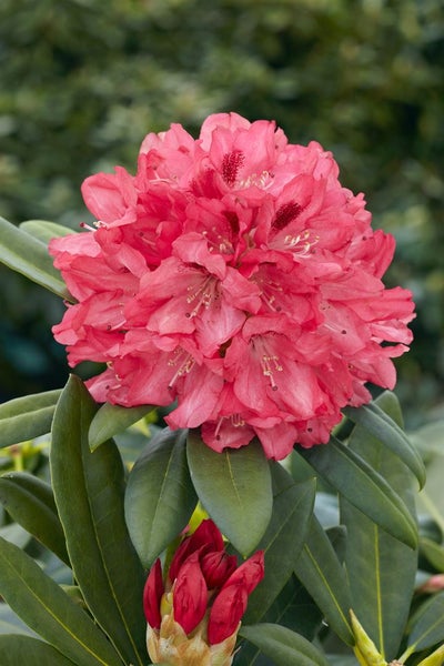 Rhododendron yakushimanum 'Sneezy', rosa Blüten, 30–40 cm