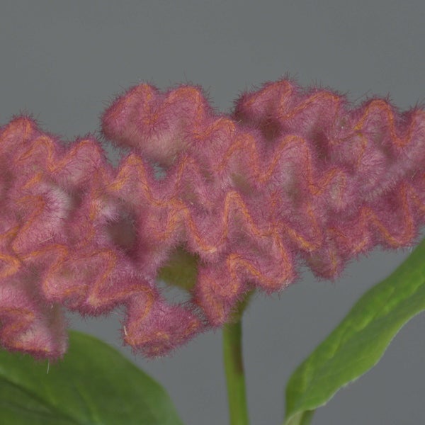 Celosia cristata Hahnenkamm mit samtiger Blüte und grünem Blatt.