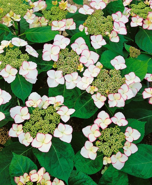 Hydrangea macrophylla 'Charme', Hortensie, rosa, 30–40 cm