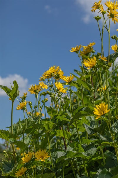 Silphium perfoliatum, Becherpflanze, ca. 9x9 cm Topf