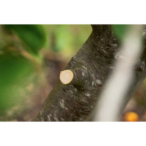 Akku Astschere schneidet einen Ast