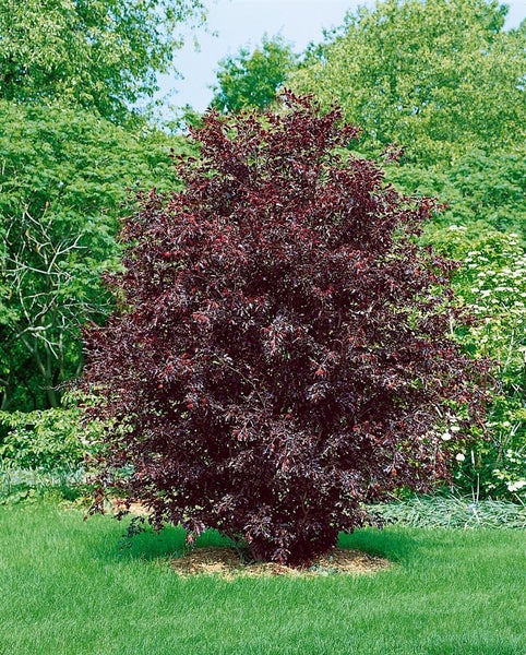 Fagus sylvatica 'Rohanii', Rotbuche, 60–80 cm