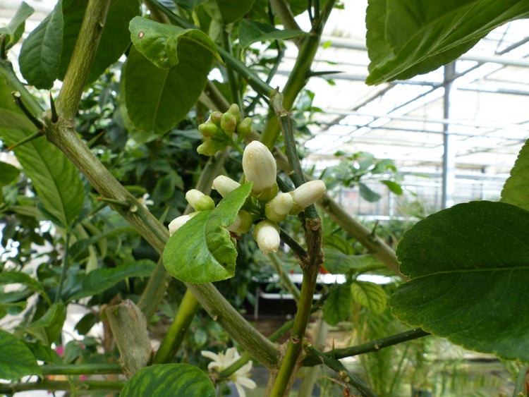 Zitronenbaum mit Knospen und gruenen Blaettern in einem Gewaechshaus