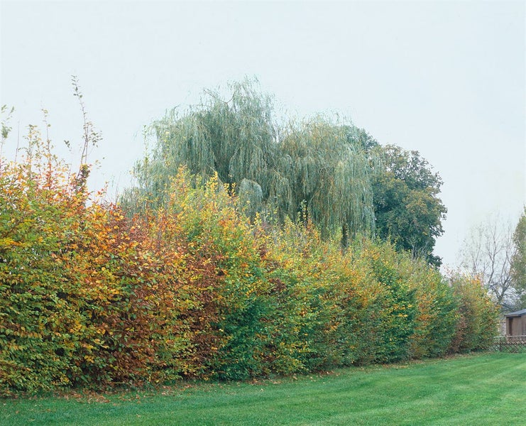 Carpinus betulus, Hainbuche, 60–100 cm, 3 Liter Topf
