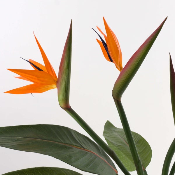 Strelitzia reginae (Paradiesvogelblume) mit zwei orangefarbenen Blüten und grünen Blättern.