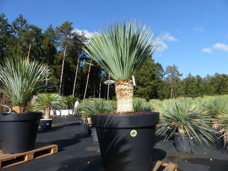 Yucca rostrata Palmlilie in einem großen schwarzen Topf in einer Baumschule vor Waldhintergrund und blauem Himmel.