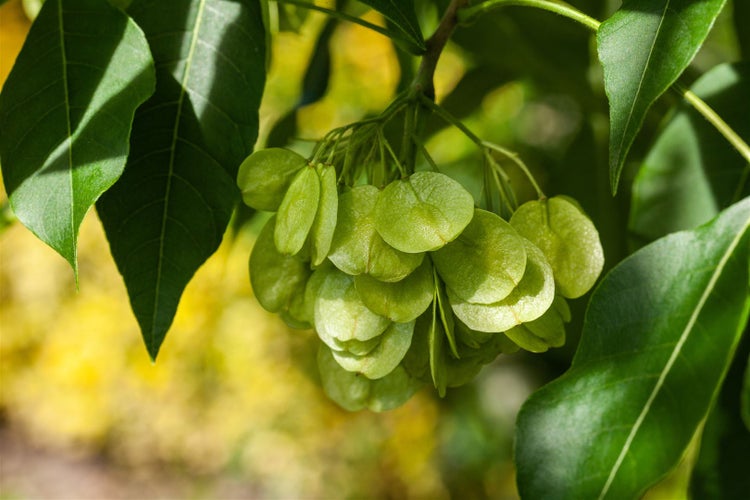 Ptelea trifoliata, Hopfenbaum, 60–80 cm, aromatisch