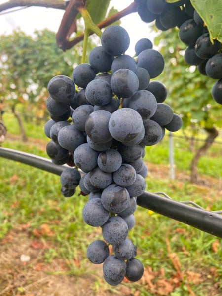 Eine Traube dunkler Weinbeeren an einem Weinstock im Weinberg.