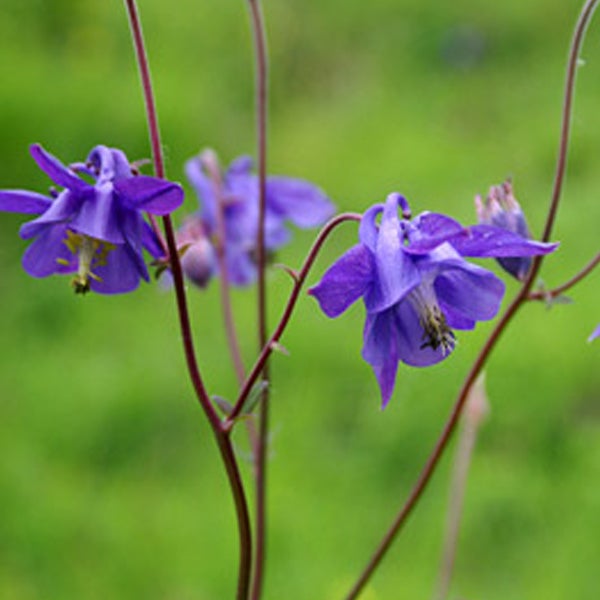 Nahaufnahme von Akelei-Blüten