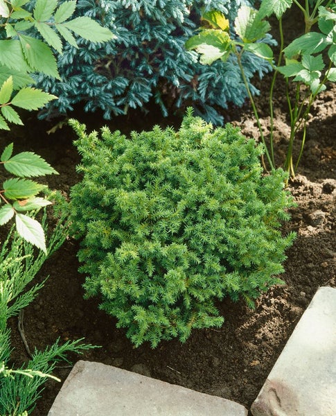 Cryptomeria japonica 'Vilmoriniana', Japanische Sicheltanne, 20–25 cm