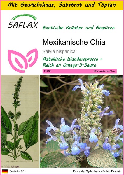 SAFLAX Anzucht Set - Mexikanische Chia - Salvia hispanica - 500 Samen - Mit Mini-Gewächshaus, Anzuchtsubstrat und 2 Töpfen