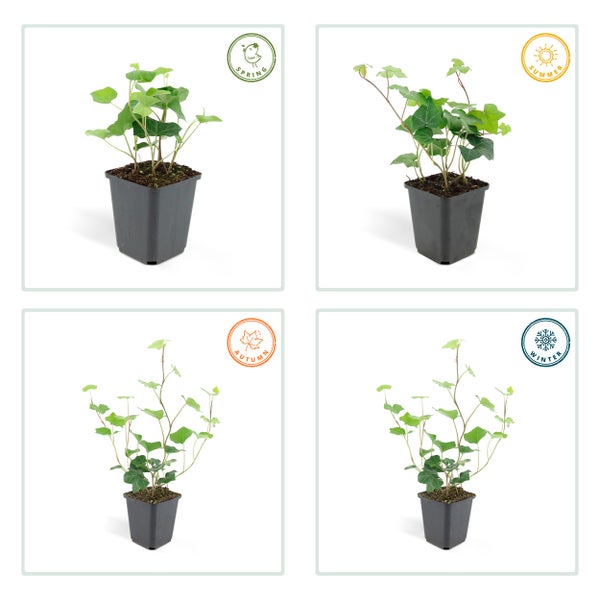 Bodendecker - Irischer Efeu - Hedera hibernica - 9cm Topf - Set mit 6 Pflanzen
