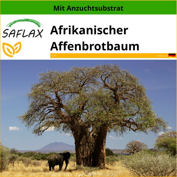 SAFLAX  - Afrikanischer Affenbrotbaum - Adansonia digitata - 6 Samen - Mit keimfreiem Anzuchtsubstrat