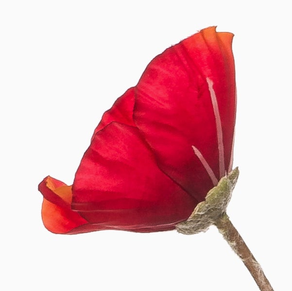Rote Blütenknospe einer Blume an einem Stiel in der Seitenansicht.