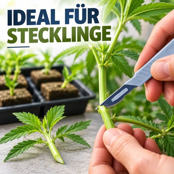 Skalpell zum Schneiden von Pflanzenstecklingen bei der Vermehrung von Jungpflanzen in einer Anzuchtschale.