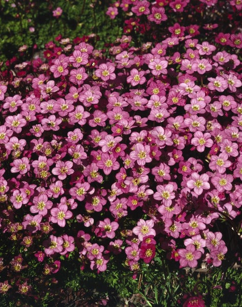 Saxifraga x arendsii 'Ingeborg', Moos-Steinbrech, rosa, ca. 9x9 cm Topf