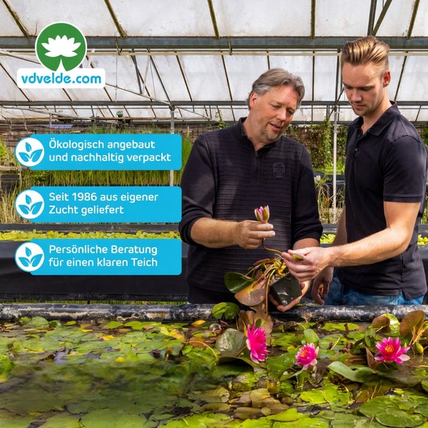 Zwei Männer in einem Gewächshaus begutachten eine Seerose. vdvelde.com Logo. Informationen zu ökologischem Anbau und Teichberatung.