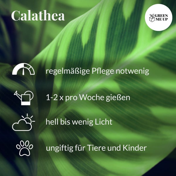 Calathea Medallion No.19