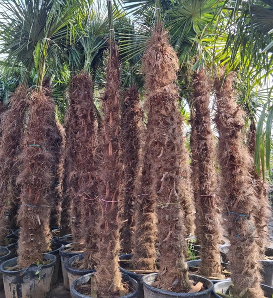 Trachycarpus Fortunei Hanfpalme ca. 300 cm Hoch Winterhart bis –19 °C