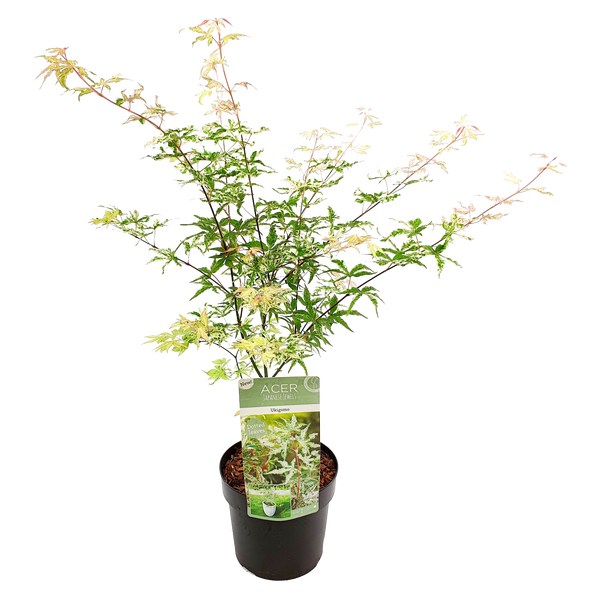 Acer 'Ukigumo' - Japanischer Ahorn - Strauch - Pflegeleicht - ⌀13 cm - 30-35 cm