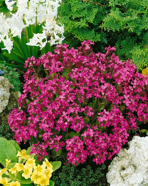 Arabis blepharophylla, Gänsekresse, rosa Blüten, ca. 9x9 cm Topf