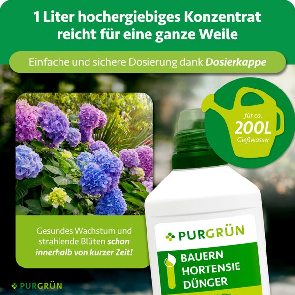 Purgrün Bauernhortensie Dünger, 1 Liter Konzentrat für circa 200 Liter Gießwasser, Dosierkappe für einfaches Dosieren, blühende Hortensien.