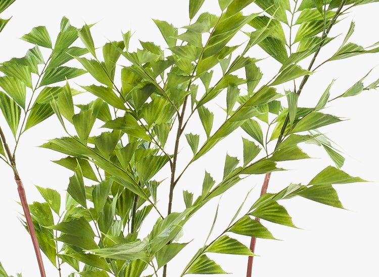 Nahaufnahme einer Fischschwanzpalme (Caryota) mit markanten, gezackten grünen Blättern.