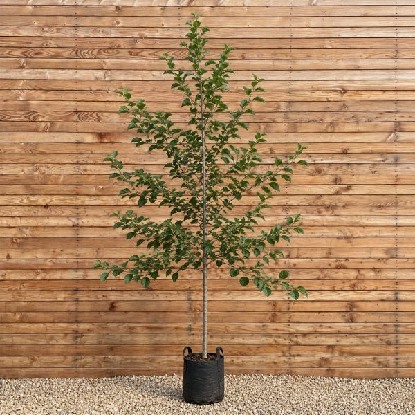 Ein junger Laubbaum mit grünen Blättern in einem schwarzen Pflanztopf vor einer Holzwand.