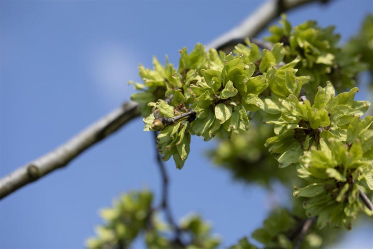 Ulmus glabra 'Pendula', Hänge-Ulme, 180 cm Stammhöhe