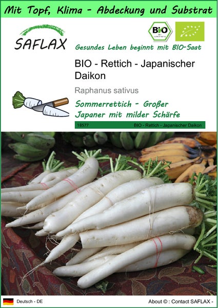 SAFLAX Garden to go - BIO - Rettich - Japanischer Daikon - Raphanus sativus - 100 Samen - Mit Topf, Klima - Deckel und Anzuchtsubstrat
