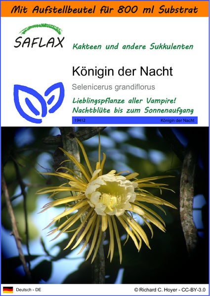 SAFLAX Garden in the bag - Königin der Nacht - Selenicerus grandiflorus - 40 Samen - Mit Anzuchtsubstrat im praktischen, selbst aufstellenden Beutel