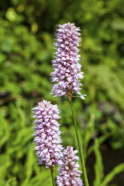 Persicaria amphibia, Wasserknöterich, ca. 9x9 cm Topf