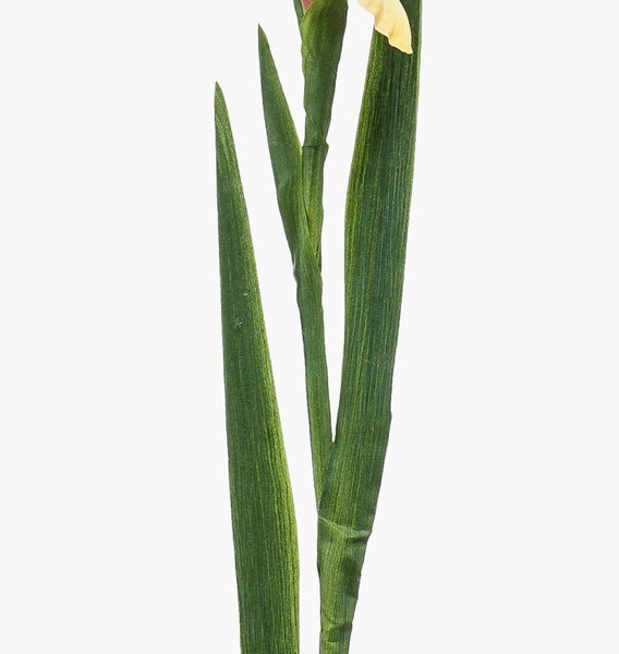 Künstliche Iris, Detailaufnahme der grünen, schmalen Blätter.