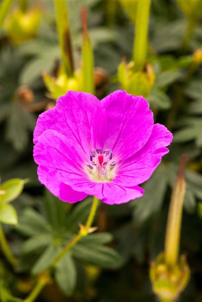 Geranium sanguineum 'Shooting Star', Storchschnabel, rosa, ca. 9x9 cm Topf