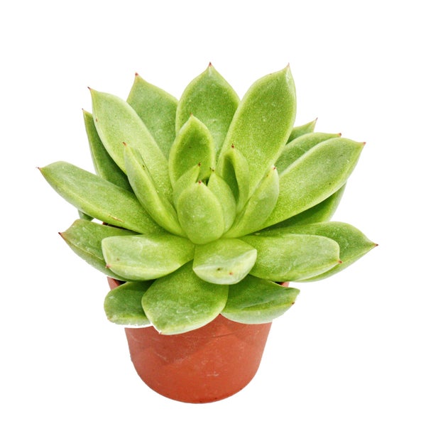 Echeveria agavoides - kleine Pflanze im 5,5cm Topf