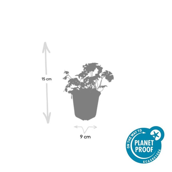 Bodendecker - Storchschnabel - Geranium cantabrigiense 'Cambridge' - 9cm Topf - Set mit 20 Pflanzen